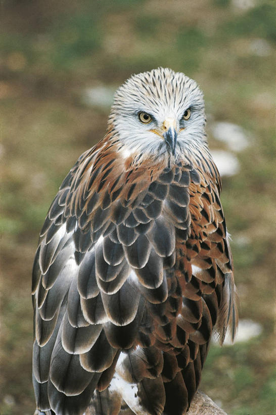 无人,竖图,室外,白天,野生动物,科学,鸟类,自然,动物,摄影,环境,生物学,近景,彩图,动物学,赤鸢