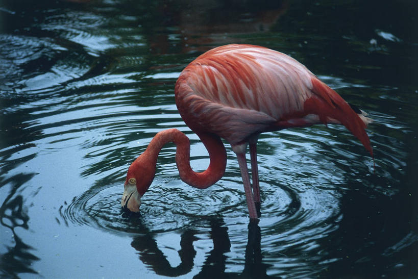 无人,站,横图,室外,白天,侧面,湖,野生动物,喝,涉水,弯腰,科学,火烈鸟,鸟类,粉色,自然,动物,摄影,环境,生物学,大火烈鸟,美洲火烈鸟,彩图,动物学