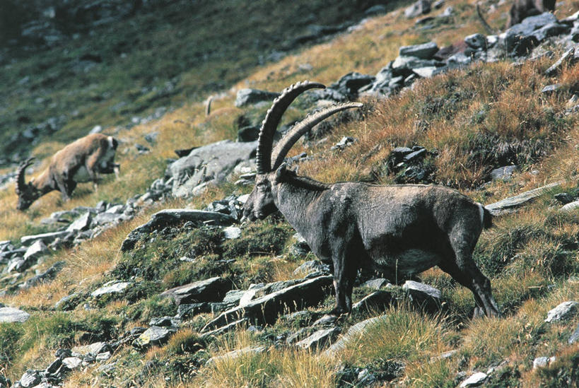 无人,站,横图,室外,白天,山,哺乳动物,野生动物,羊,意大利,科学,自然,动物,两只,可爱,摄影,活泼,环境,生物学,南欧,偶蹄目,野山羊,悬羊,岩石,山羊,彩图,西伯利亚北山羊,动物学