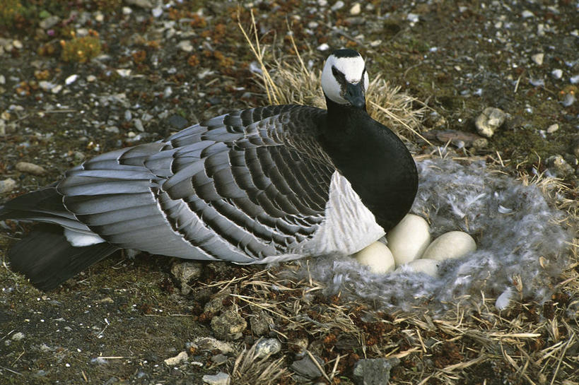 无人,坐,横图,室外,白天,野生动物,科学,鸟类,鸟巢,自然,动物,思考,摄影,环境,生物学,黑雁,卵,彩图,动物学