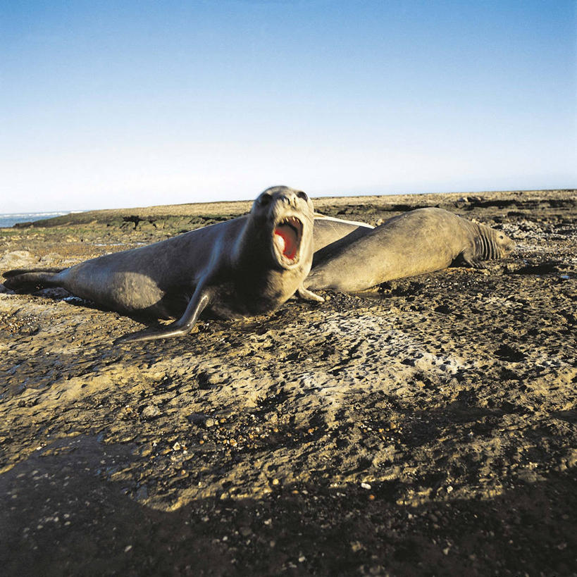 无人,躺,方图,室外,白天,懒惰,哺乳动物,海豹,野生动物,阿根廷,三只,科学,海象,自然,动物,打哈欠,打开,张嘴,南美,摄影,环境,生物学,国家公园,开启,岩层,张大嘴巴,巴塔哥尼亚,自然保护区,厌倦,瓦尔德斯半岛,岩石,张开嘴,彩图,动物学