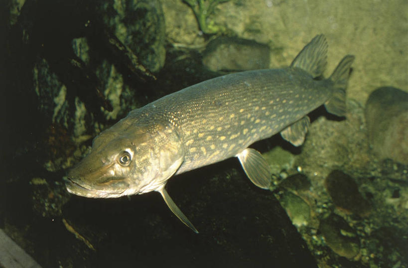 游泳,无人,横图,室外,白天,水下,野生动物,科学,自然,动物,摄影,环境,生物学,长矛,白斑狗鱼,彩图,动物学