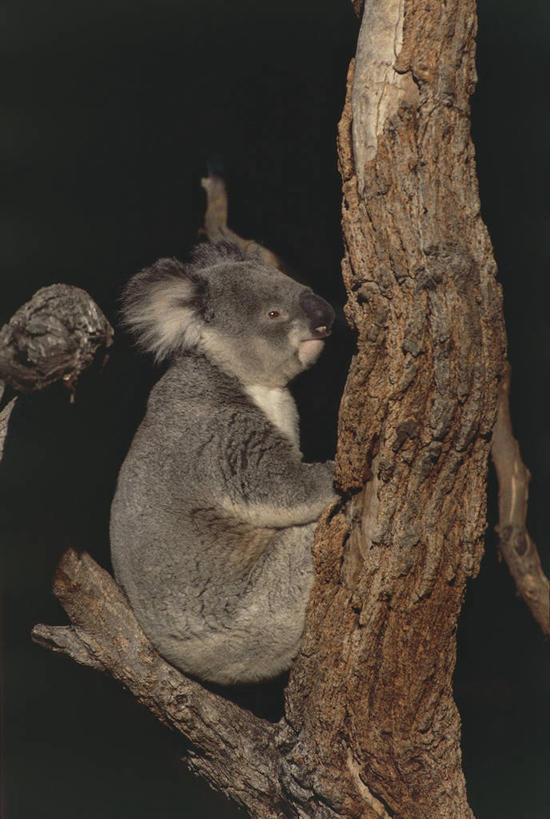 无人,竖图,室外,夜晚,侧面,哺乳动物,野生动物,黑色背景,科学,树,树干,黑色,自然,动物,摄影,环境,生物学,树袋熊,彩图,动物学