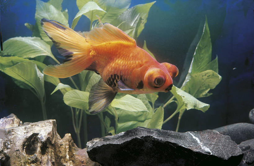 无人,横图,鲤鱼,科学,金鱼,鱼,水产,鱼类,动物,摄影,生物学,水生动物,水生物,鲤子,鲤拐子,彩图,淡水生物,河鲜,动物学