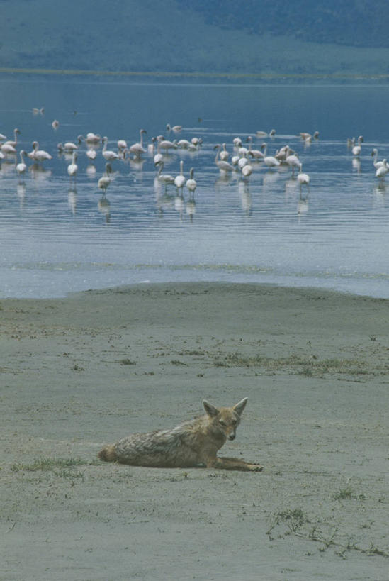 无人,坐,竖图,室外,白天,河流,哺乳动物,野生动物,一群,许多,科学,火烈鸟,鸟类,沙子,河岸,流水,很多,自然,动物,摄影,环境,生物学,野狗,等,豺,黑背豺,危险,彩图,动物学