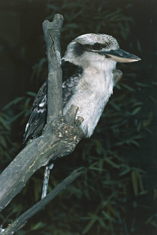 无人,坐,竖图,室外,侧面,翠鸟,鸟,野生动物,科学,鸟类,枝,自然,黄昏,动物,摄影,栖息,环境,生物学,笑翠鸟,鱼虎,鱼狗,大翠鸟,彩图,动物学