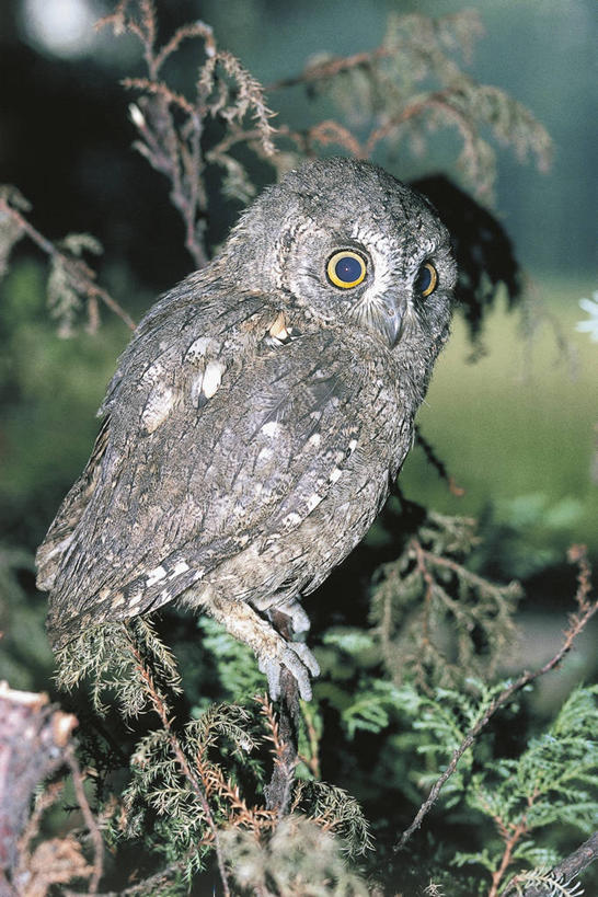 无人,坐,竖图,室外,白天,猫头鹰,野生动物,照明,科学,鸟类,灯光,枝,灯,树,自然,动物,灯具,摄影,环境,照亮,生物学,照明设备,闪光灯,彩图,动物学