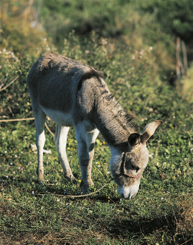 无人,站,吃,竖图,室外,白天,草地,哺乳动物,马,貘,野生动物,科学,田地,草,自然,动物,运输,摄影,牲畜,环境,生物学,驴,非洲野驴,彩图,动物学