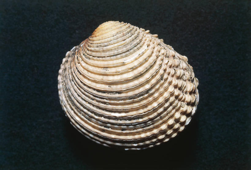 无人,横图,室内,贝壳,黑色背景,科学,一个,黑色,摄影,单个,生物学,式样,彩图,影棚拍摄,动物学