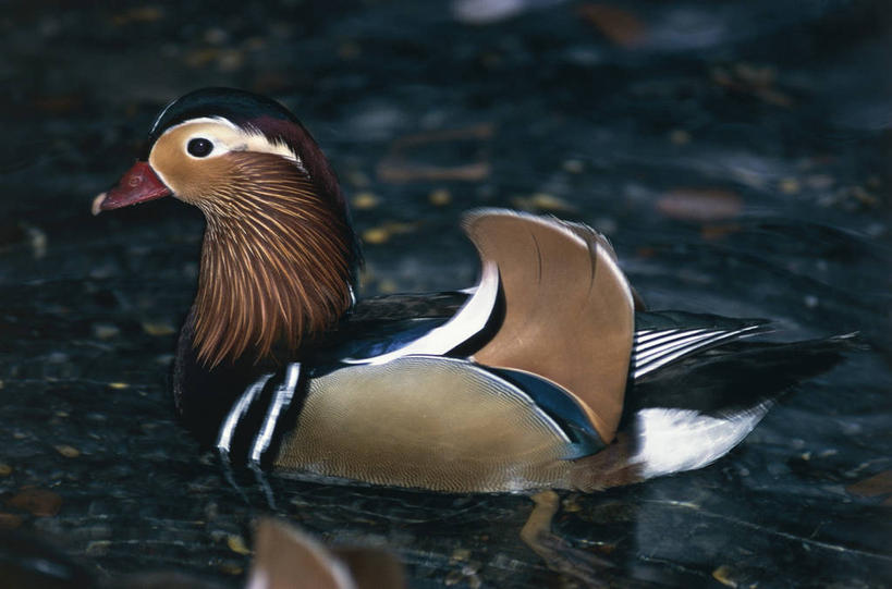 游泳,无人,横图,室外,白天,侧面,湖,美景,野生动物,鸳鸯,科学,鸟类,鸭子,池塘,景观,自然,动物,景色,摄影,环境,生物学,自然风光,彩图,动物学