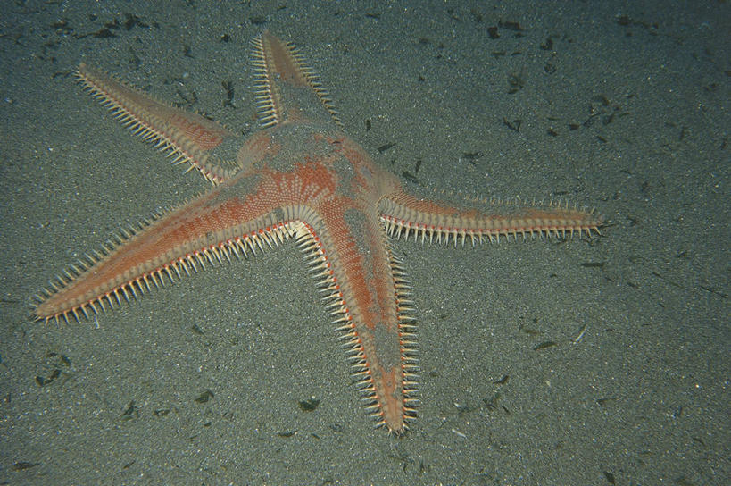 无人,横图,俯视,室外,白天,水下,海星,野生动物,科学,沙子,无脊椎动物,自然,动物,摄影,环境,生物学,棘皮动物,彩图,高角度拍摄,动物学
