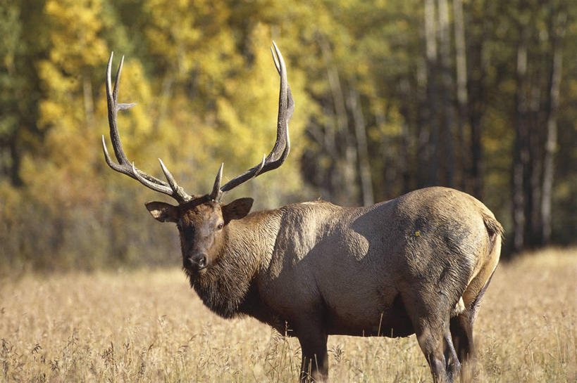 无人,横图,室外,白天,哺乳动物,鹿,野生动物,加拿大,科学,田地,自然,动物,可爱,摄影,活泼,环境,生物学,近景,鹿角,偶蹄目,育空地区,加拿大马鹿,马鹿,彩图,动物学