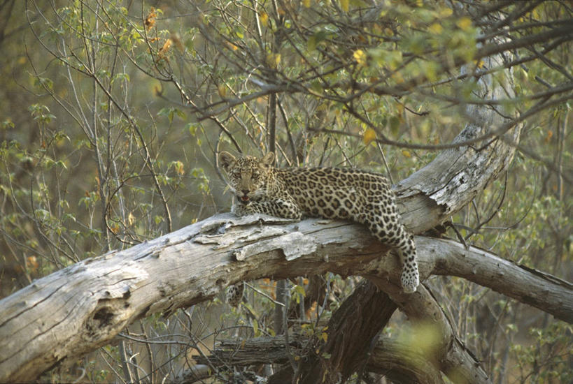 西方人,无人,躺,横图,室外,白天,懒惰,哺乳动物,野生动物,欧洲,非洲,南非,黑人,欧洲人,科学,枝,自然,动物,放松,摄影,环境,生物学,美洲豹,猫科动物,克鲁格国家公园,国家野生动物保护区,非洲人,彩图,动物学