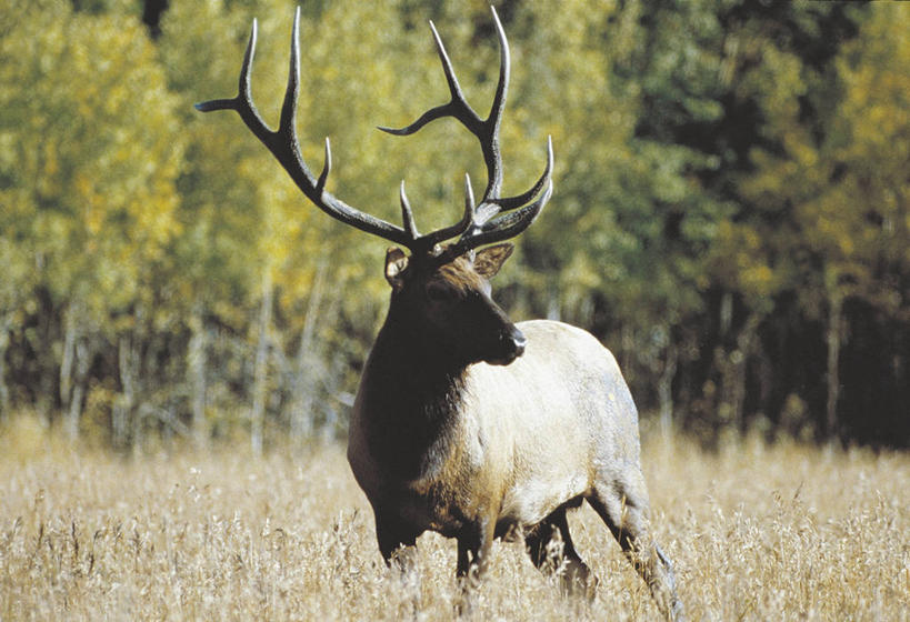 无人,横图,室外,白天,哺乳动物,鹿,野生动物,加拿大,科学,田地,自然,动物,可爱,摄影,活泼,环境,生物学,近景,鹿角,偶蹄目,育空地区,加拿大马鹿,马鹿,彩图,动物学