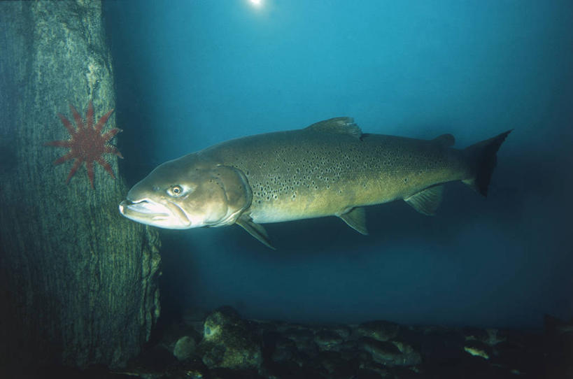 无人,横图,室外,白天,侧面,水下,鲑鱼,科学,水族馆,自然,动物,摄影,环境,生物学,彩图,动物学