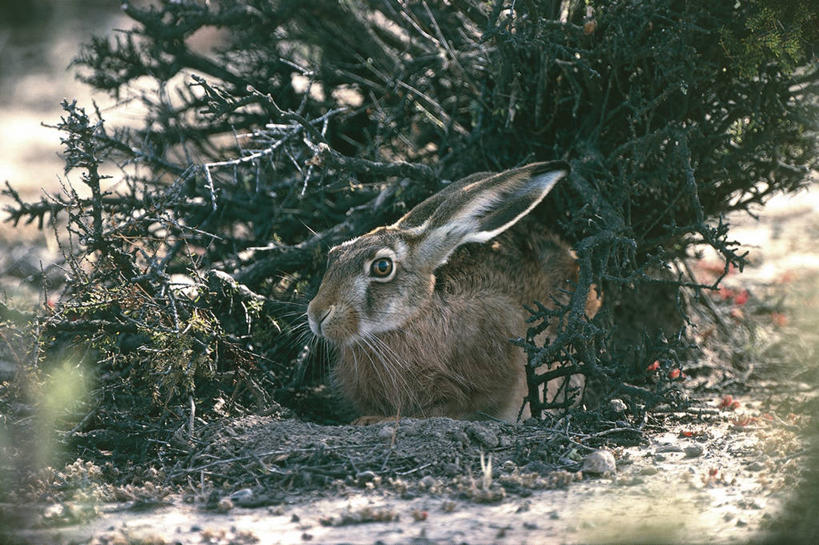 无人,坐,横图,室外,白天,哺乳动物,野生动物,阿根廷,科学,兔子,自然,动物,南美,摄影,灌木,兔,环境,生物学,野兔,巴塔哥尼亚,瓦尔德斯半岛,彩图,动物学