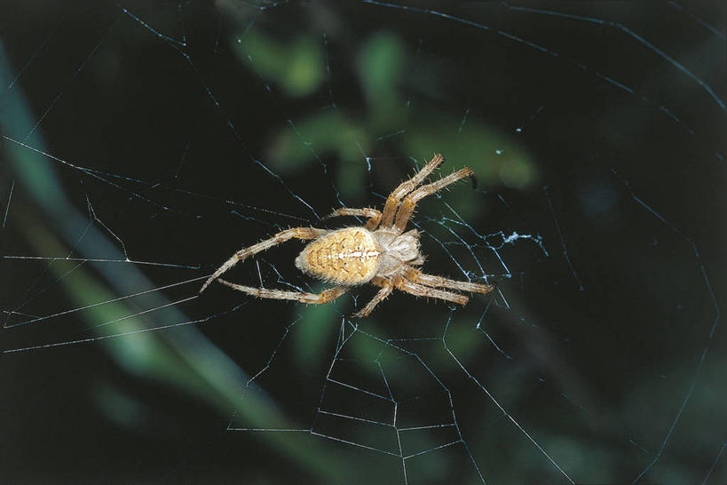 无人,横图,俯视,室外,白天,野生动物,科学,蜘蛛,蜘蛛网,自然,动物,摄影,环境,生物学,节肢动物,花园蜘蛛,彩图,高角度拍摄,动物学