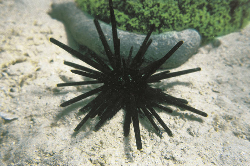 无人,横图,室外,白天,水下,海胆,野生动物,吉布提,科学,无脊椎动物,自然,动物,摄影,环境,锋利,生物学,尖锐,棘皮动物,东非,彩图,动物学