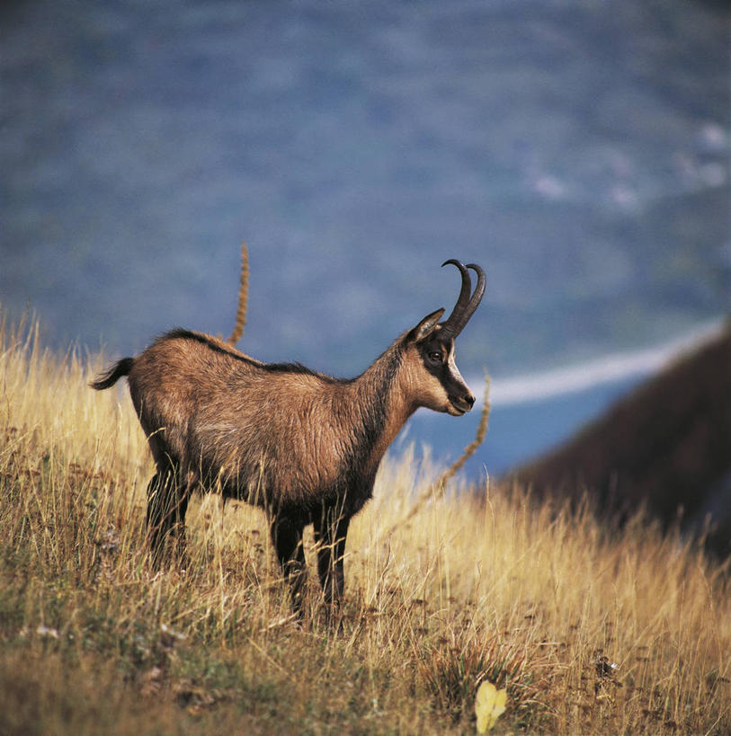 无人,竖图,方图,室外,白天,侧面,山,哺乳动物,野生动物,意大利,科学,羚羊,草,自然,动物,摄影,环境,生物学,南欧,偶蹄目,彩图,动物学,岩羚羊
