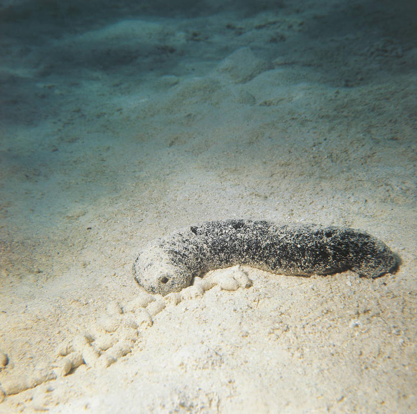 无人,横图,方图,室外,水下,海洋,水,野生动物,科学,无脊椎动物,自然,动物,摄影,海参,环境,生物学,棘皮动物,彩图,动物学