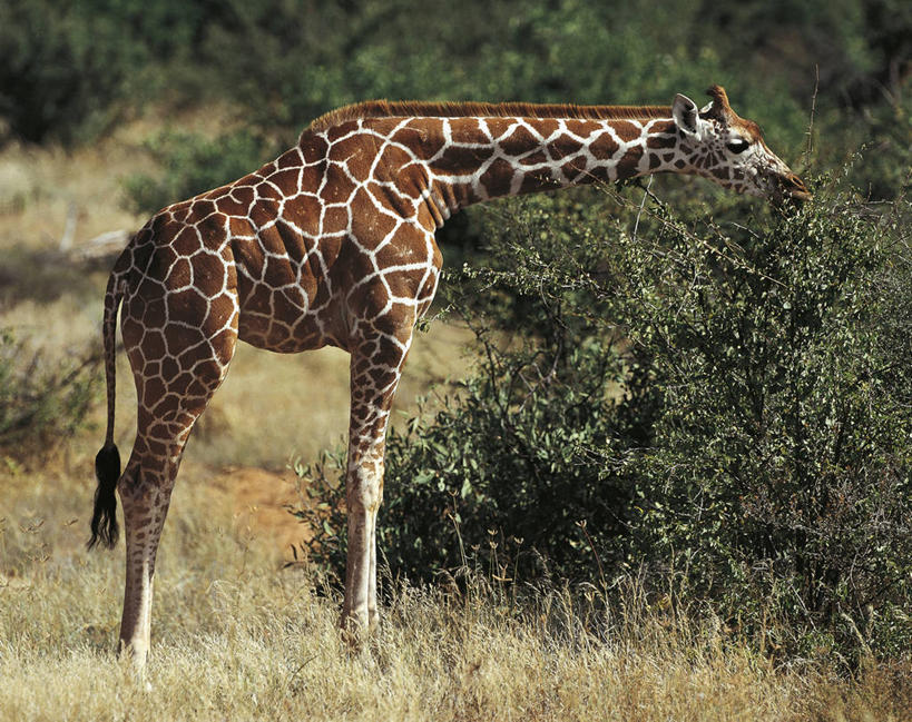 无人,横图,哺乳动物,长颈鹿,野生动物,科学,动物,摄影,生物学,偶蹄目,彩图,动物学