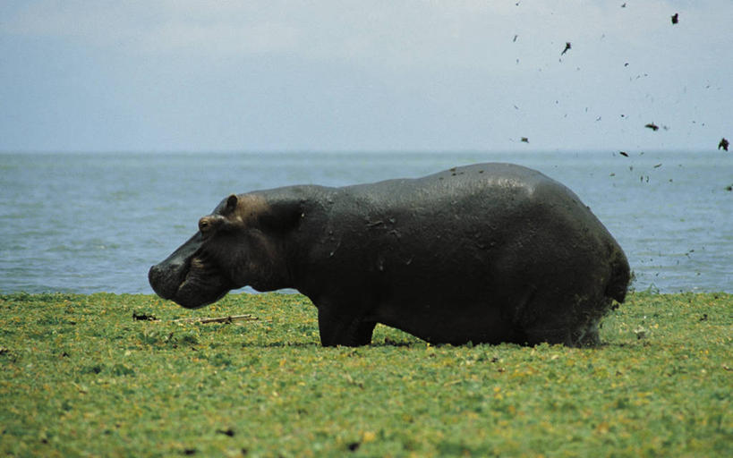 无人,横图,室外,白天,侧面,河流,哺乳动物,河马,野生动物,非洲,科学,流水,自然,动物,摄影,环境,沼泽,生物学,偶蹄目,潘塔纳尔湿地,扎伊尔,刚果民主共和国,自然地理,彩图,动物学