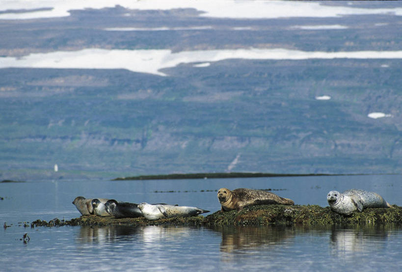 无人,躺,横图,室外,白天,旅游,度假,美景,水,哺乳动物,海豹,野生动物,欧洲,冰岛,科学,海岸线,景观,娱乐,自然,动物,享受,休息,休闲,景色,放松,摄影,环境,生物学,自然风光,北欧,斑海豹,冰岛共和国,自然地理,彩图,动物学