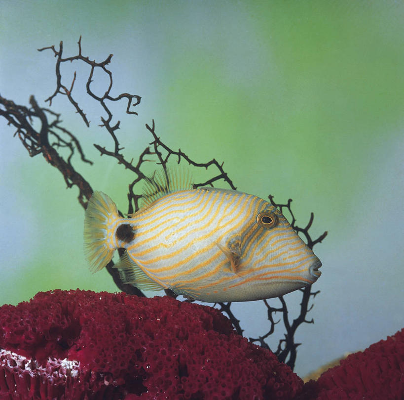 游泳,无人,横图,方图,室内,白天,侧面,水下,美景,条纹,科学,珊瑚,景观,鱼类,水族馆,自然,动物,景色,摄影,环境,生物学,自然风光,鳞鲀,式样,彩图,动物学