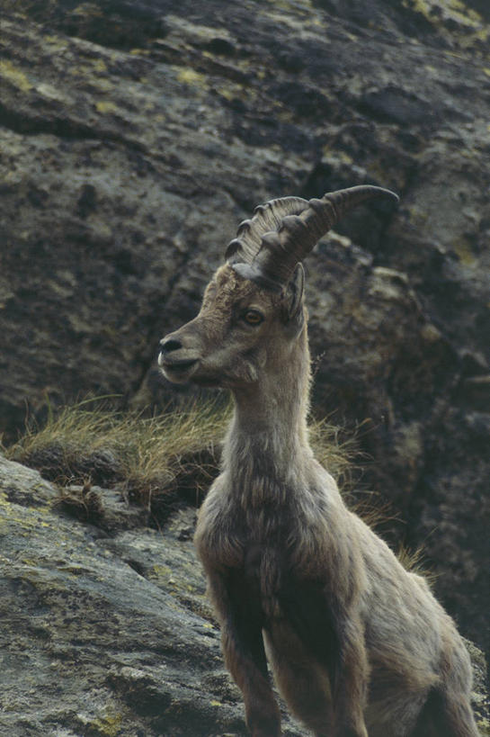 无人,竖图,室外,白天,山脉,哺乳动物,野生动物,羊,科学,羚羊,自然,动物,可爱,摄影,活泼,环境,生物学,偶蹄目,阿尔卑斯山脉,野山羊,悬羊,山羊,半身,彩图,西伯利亚北山羊,动物学