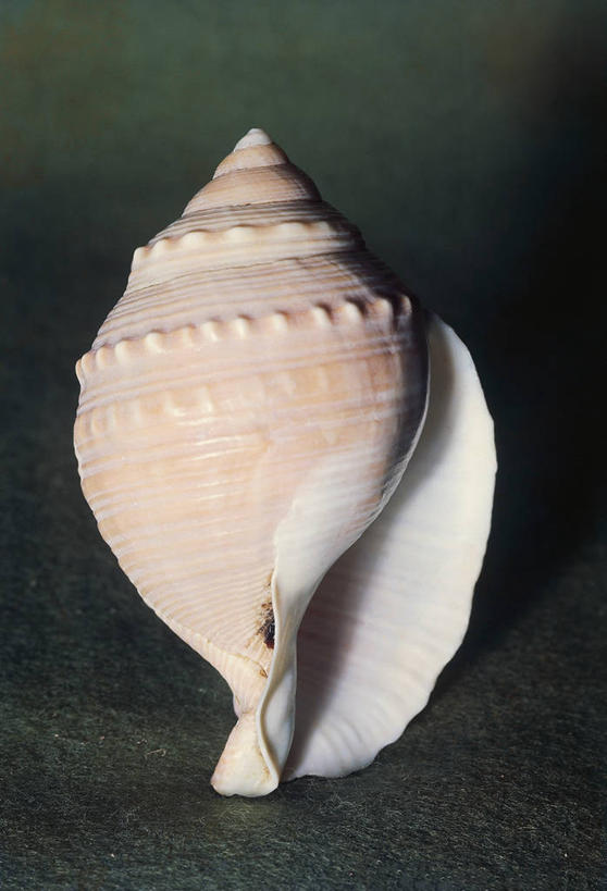 无人,竖图,室内,贝壳,科学,一个,摄影,单个,生物学,漩涡形,螺线,彩图,影棚拍摄,动物学