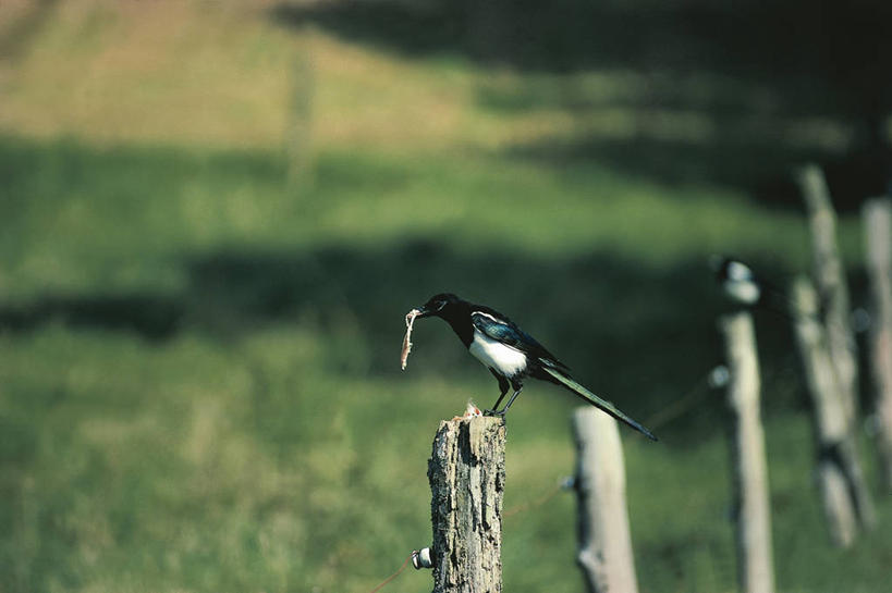 无人,吃,横图,室外,白天,野生动物,喜鹊,科学,鸟类,捕食,昆虫,栅栏,篱笆,自然,动物,木桩,摄影,栖息,环境,生物学,节肢动物,彩图,动物学