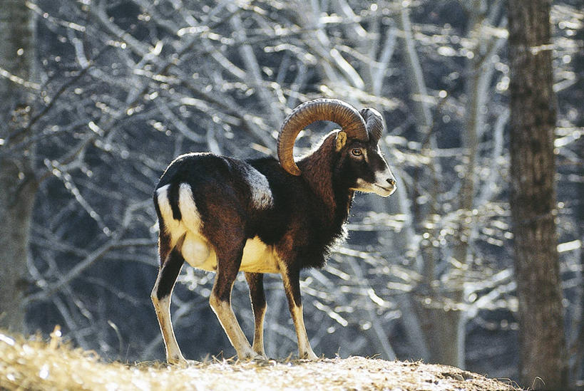无人,横图,室外,白天,森林,树林,哺乳动物,野生动物,科学,自然,动物,摄影,环境,生物学,偶蹄目,欧洲盘羊,彩图,动物学