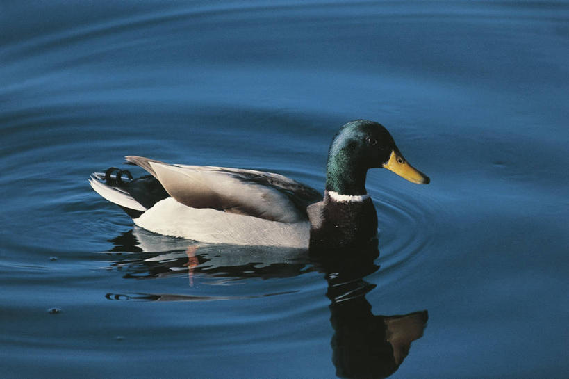 游泳,无人,横图,室外,白天,侧面,湖,野生动物,德国,反射,科学,鸟类,鸭子,自然,动物,摄影,环境,生物学,野鸭,中欧,博登湖,彩图,动物学