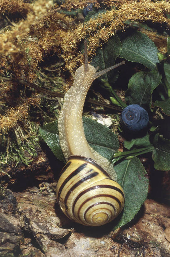无人,竖图,俯视,室外,白天,野生动物,叶子,科学,蜗牛,苔藓,无脊椎动物,自然,动物,摄影,软体动物,环境,生物学,鼻涕虫,腹足动物,彩图,高角度拍摄,动物学