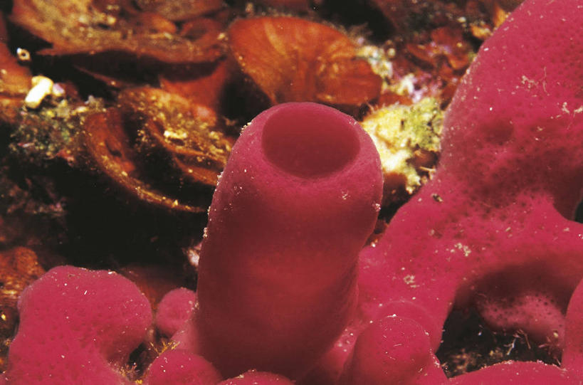 无人,横图,彩色,室外,特写,白天,水下,美景,野生动物,科学,海绵,景观,自然,景色,摄影,五颜六色,部分,环境,色彩斑斓,生物学,自然风光,五彩缤纷,五彩斑斓,五光十色,彩图,管状海绵,动物学