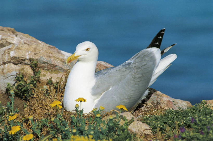 无人,坐,横图,室外,白天,海鸥,野生动物,科学,鸟类,鸟巢,野花,花,自然,动物,思考,摄影,环境,生物学,黑脊鸥,彩图,动物学