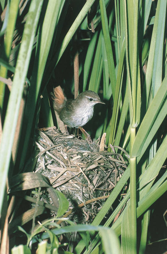 无人,竖图,室外,白天,芦苇,野生动物,科学,鸟类,鸟巢,自然,动物,摄影,栖息,环境,生物学,遮蔽,彩图,动物学