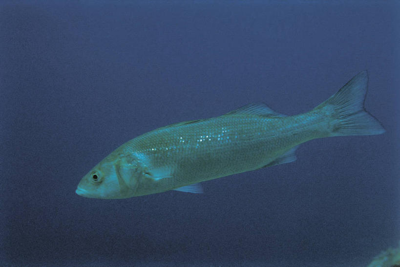 无人,横图,室外,白天,侧面,水下,野生动物,科学,鱼,鱼类,自然,动物,摄影,鲈鱼,环境,生物学,咸水鱼,花鲈,鲈板,鲈子鱼,黑鲈,彩图,动物学