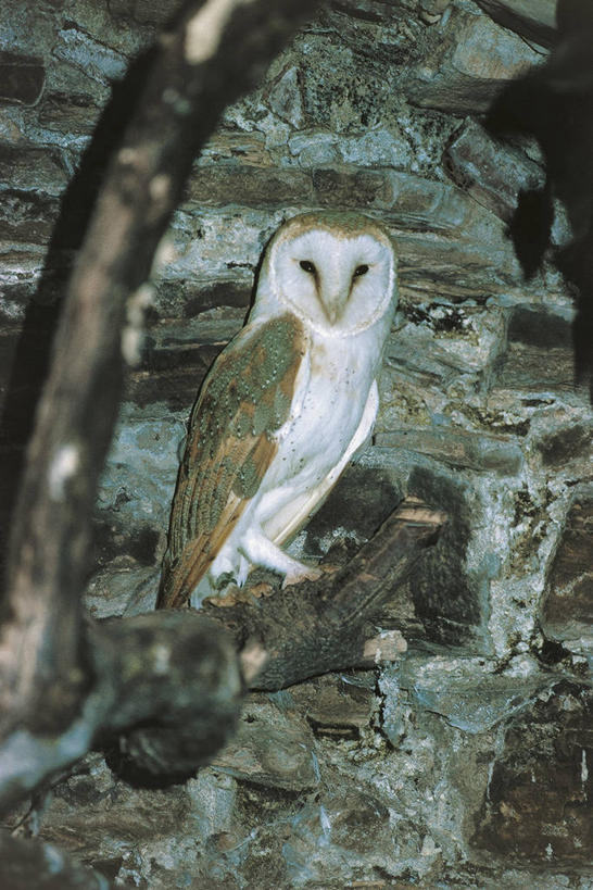 无人,竖图,室外,夜晚,猫头鹰,野生动物,科学,鸟类,枝,树,自然,动物,摄影,环境,生物学,谷仓枭,岩石,彩图,动物学