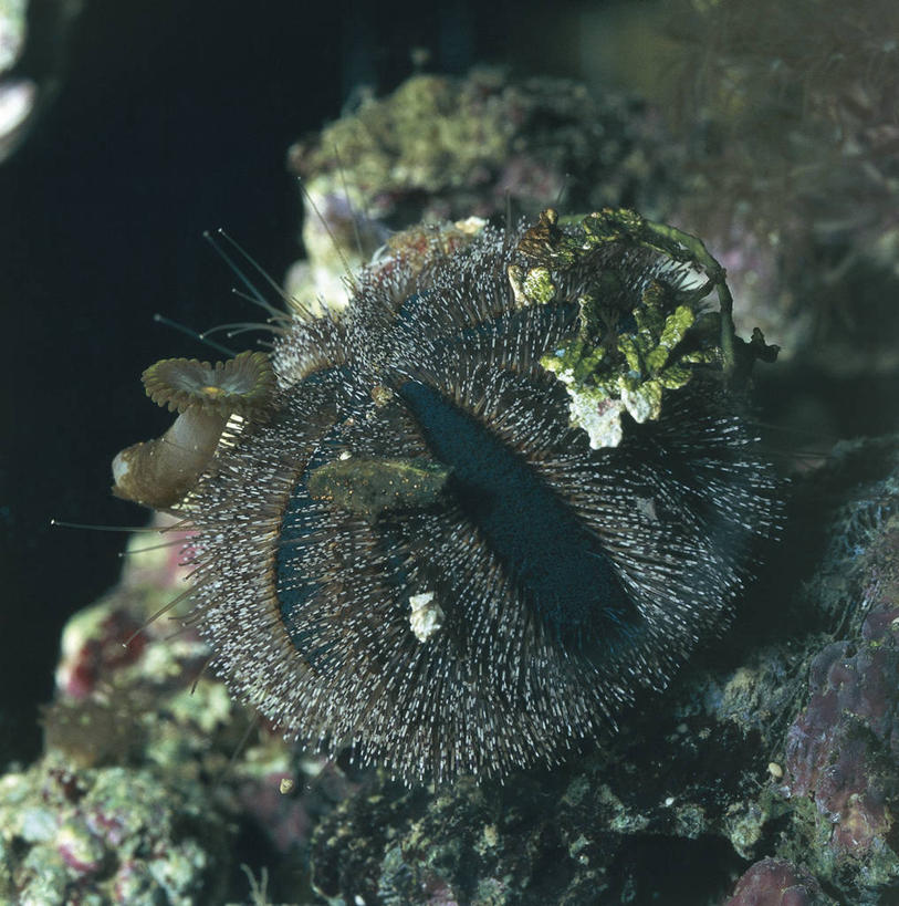 无人,竖图,方图,室外,白天,水下,海胆,野生动物,科学,无脊椎动物,自然,动物,摄影,环境,生物学,棘皮动物,彩图,动物学