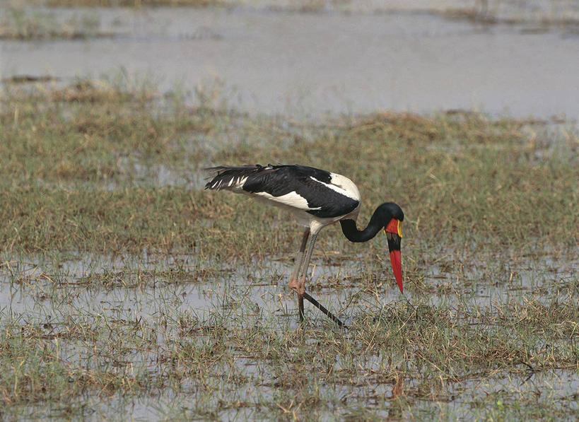无人,横图,室外,白天,侧面,水,鸟,野生动物,贝宁,涉水,科学,鹤,鸟类,捕食,动物,摄影,生物学,鹳,专心,国家公园,西非,喂养,彩图,动物学,郊野公园
