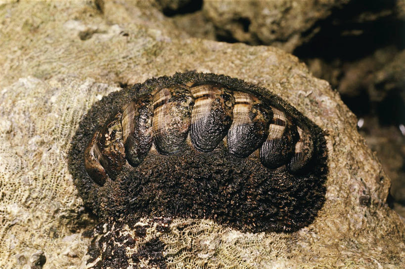 无人,横图,室外,海底,水下,野生动物,科学,褐色,自然,动物,摄影,软体动物,环境,生物学,伪装,彩图,动物学