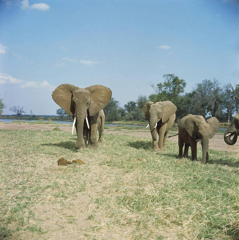 无人,竖图,方图,室外,白天,哺乳动物,野生动物,四只,科学,非洲象,自然,动物,摄影,环境,生物学,象,步行,彩图,动物学