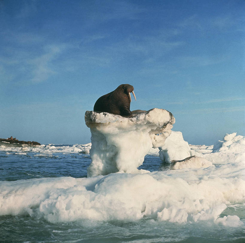 无人,横图,室外,白天,北极,海洋,水,哺乳动物,野生动物,科学,海象,冰,自然,动物,摄影,气象,环境,生物学,气候,北冰洋,彩图,动物学