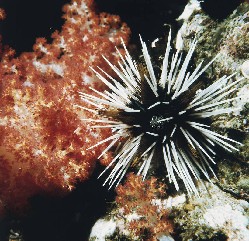 无人,横图,方图,室外,水下,海洋,水,海胆,野生动物,科学,无脊椎动物,自然,动物,摄影,环境,锋利,生物学,尖锐,棘皮动物,彩图,紫海胆,动物学