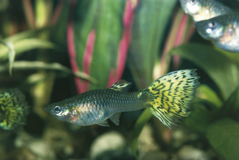 无人,横图,室外,白天,侧面,水下,野生动物,三只,科学,鱼类,自然,摄影,环境,生物学,彩图,动物学