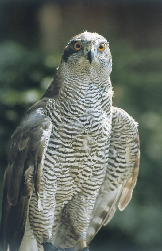 无人,竖图,室外,白天,苍鹰,野生动物,科学,鸟类,自然,动物,摄影,环境,生物学,近景,老鹰,彩图,动物学