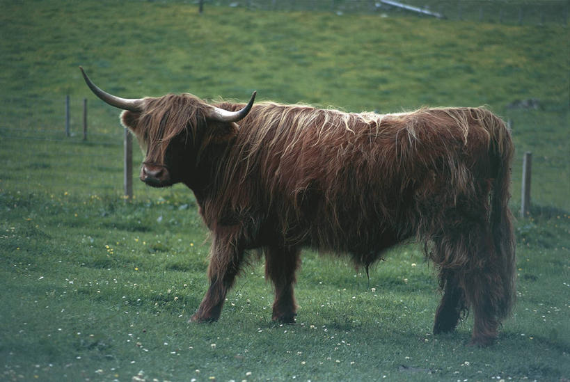 无人,站,横图,室外,白天,侧面,哺乳动物,野生动物,科学,田地,草,动物,家畜,摄影,牲畜,生物学,偶蹄目,麝牛,长发,野牛,彩图,动物学