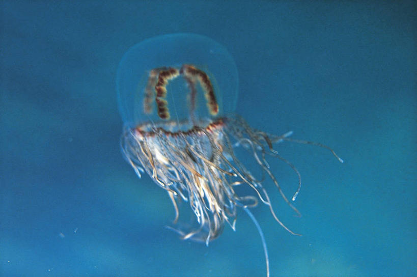 无人,横图,室外,白天,水下,野生动物,科学,无脊椎动物,自然,动物,摄影,环境,生物学,刺胞动物,水蛭,珊瑚虫,彩图,动物学