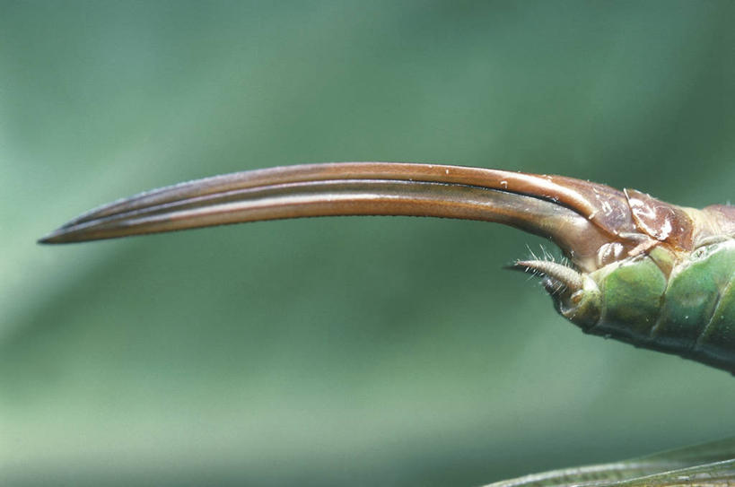 无人,横图,室外,特写,白天,侧面,野生动物,锐利,科学,昆虫,自然,动物,摄影,爪,部分,环境,锋利,生物学,尖锐,节肢动物,益虫,纺织娘,彩图,动物学,绿螽,绿螽斯